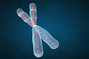 Pancakes hold the secret to gene flipping along chromosomes. 