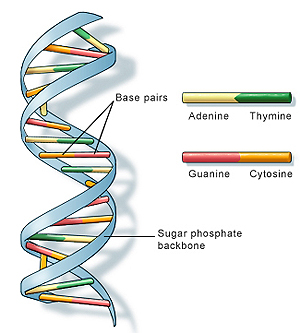 DNA structure