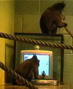 Macaque monkeys at work at the Paignton Zoo
