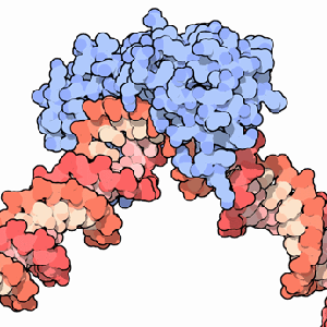 cell nuclii