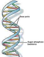 Solving the genome puzzle | plus.maths.org