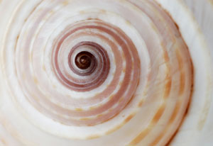 A snail's shell