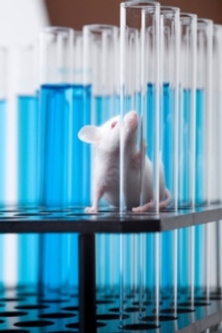 A laboratory mouse