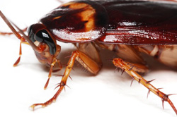 A cockroach