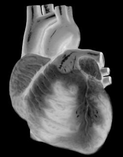 IMAGE: heart