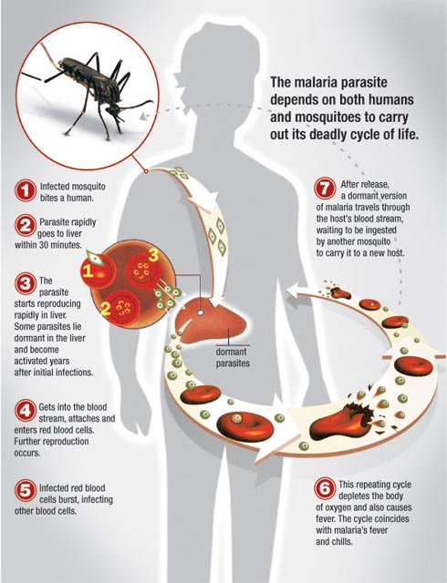 Lifecycle of malaria