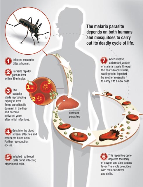 Help defeat malaria in Africa | plus.maths.org