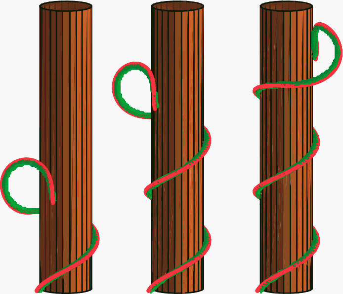 Plant climbs up a cylindrical suppport (model)