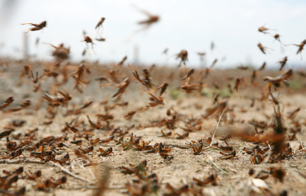 A Swarm of Locusts
