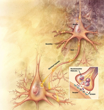 An illustration of neurons
