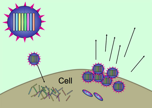 Viruses use host cells to replicate themselves