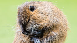 Not just a matter of time: The busy beaver | plus.maths.org