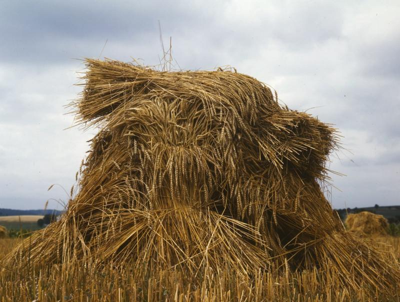 Wheat in Pennsylvania in 1943 – Image in public domain