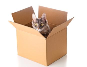 A cat (who is definitely alive) looking out of a box (Image purchased from from photalia))