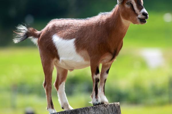 Cute Goat standing on log