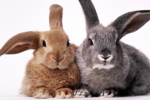 Two bunny rabbits