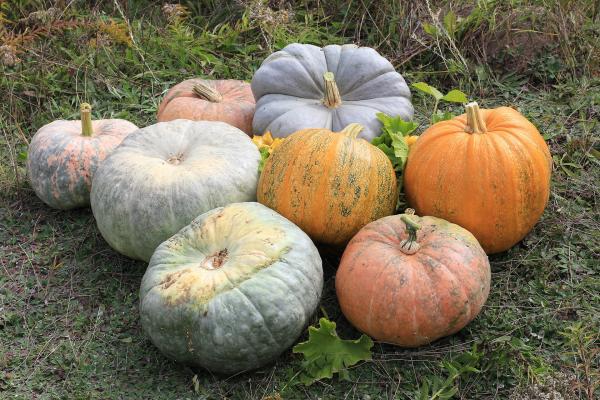 A group of pumpkins