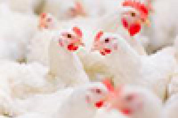 chickens