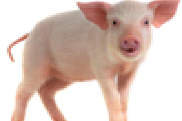 pig