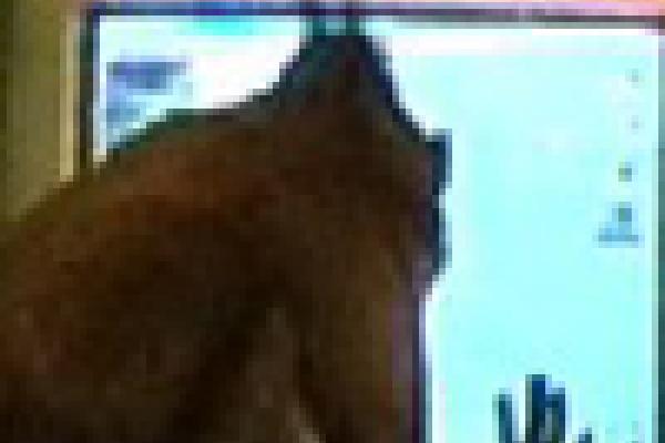 Monkey peering at a computer screen