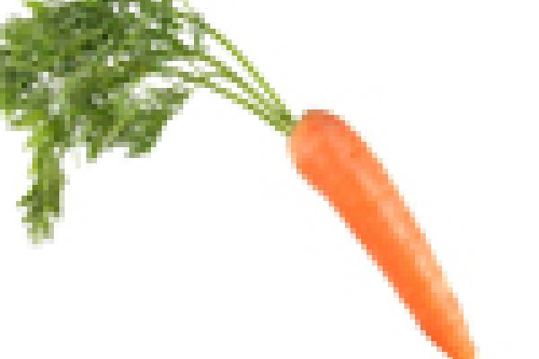 carrot