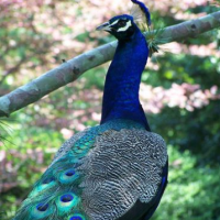 Peacock