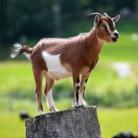 Cute Goat standing on log