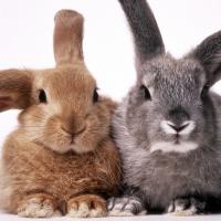 Two bunny rabbits