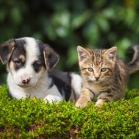 A puppy and a kitten