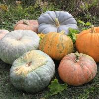 A group of pumpkins