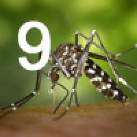 mosquito