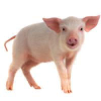 pig