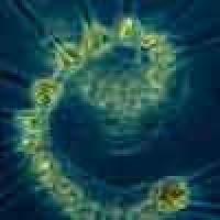 phytoplankton