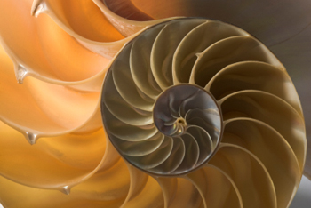Nautilus shell