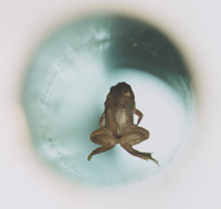 A levitating frog 