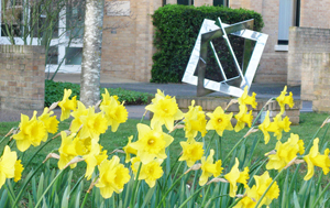 Daffodils outside the Isaac Newton Institute in Cambridge.